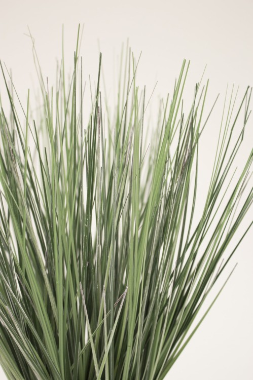 roślina ozdobna..jpg