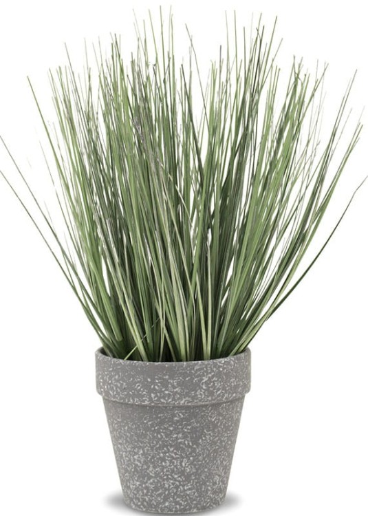 roślina ozdobna mała.jpg