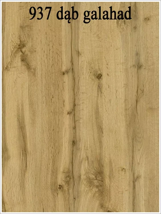 937 dąb galahad.webp